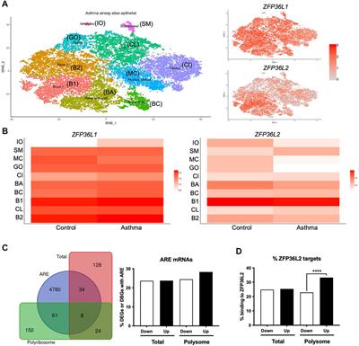 The RNA binding proteins ZFP36L1 and ZFP36L2 are dysregulated in airway epithelium in human and a murine model of asthma